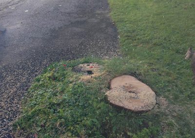 Enlèvement de souche d'arbre - - Abattage d'Arbres Expert (Émondeur Lanaudière)