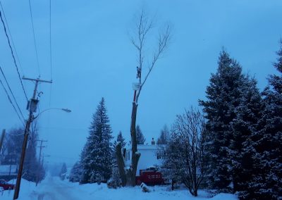 Haubanage arbre Lanaudière - Abattage arbre Expert (émondeur Lanaudière)
