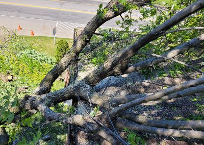 Élagage d'arbre à Joliette - Abattage d'arbre Expert