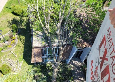 Élagage d'arbre dans Lanaudière - Abattage d'arbre expert
