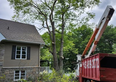 Travaux émondage a St-Felix - Émondage arbre dans Lanaudière - Abattage Arbres Expert