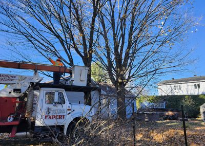 Service élagage arbre à Joliette et ses environs- Abattage Arbres Expert