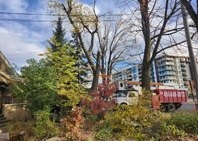 Service expert en émondage à Launaudière - Abattage d'arbres expert