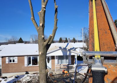 Abattage arbre en hiver - service abattage arbre dans Lanaudière et ses alentours - Abattage Arbre Expert