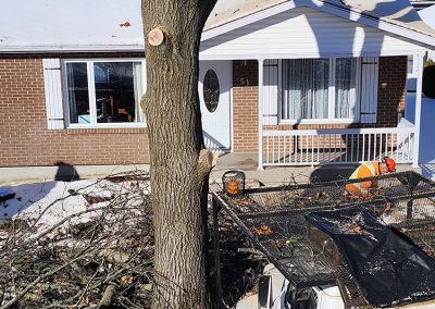 Abattage arbre en hiver - service abattage arbre dans Lanaudière et ses environs - Abattage Arbre Expert