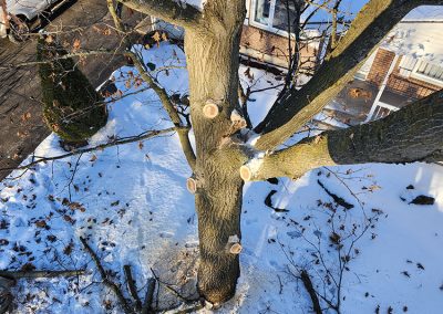 Abattage arbre en hiver - service abattage arbre dans la région de Lanaudière - Abattage Arbre Expert