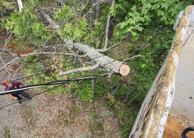 Service abattage arbre dans la grande région de Lanaudière et ses environs - Abattage Arbre Expert