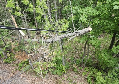 Service abattage arbre en tout genre dans la grande région de Lanaudière et ses environs - Abattage Arbre Expert