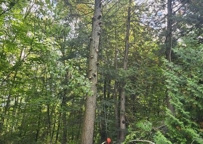 Coupe de branche arbre dans une cours dans la région de Lanaudière - Abattage Arbre Expert