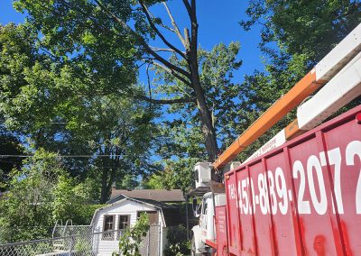 Service abattage arbre dans la grande région de Lanaudière - Abattage Arbre Expert
