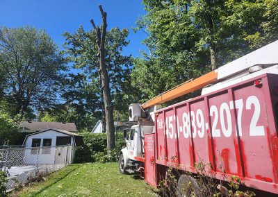 Service abattage arbre dans la région de Lanaudière - Abattage Arbre Expert