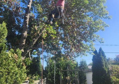 Service de haubanage et coupe arbre dans la région de Joliette - Abattage Arbres Expert