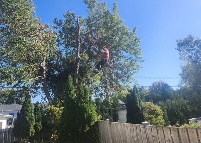 Service de haubanage et coupe arbre dans la région de Joliette et de Lanaudière - Abattage Arbres Expert