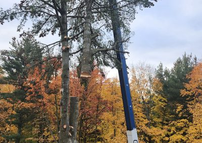 Service abattage arbres à Berthierville Joliette et Assomption - Abattage Arbres Expert
