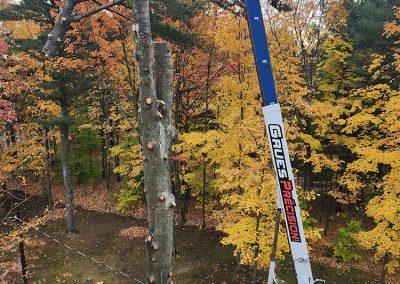 Service abattage arbres à St-Thomas Chersey et St-Come - Abattage Arbres Expert